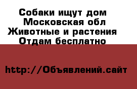 Собаки ищут дом - Московская обл. Животные и растения » Отдам бесплатно   